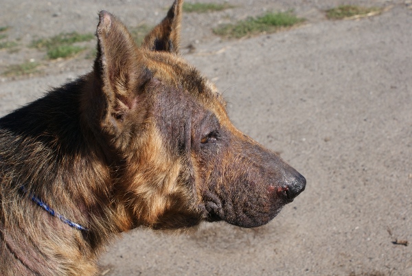 German shepherd hot sale mange